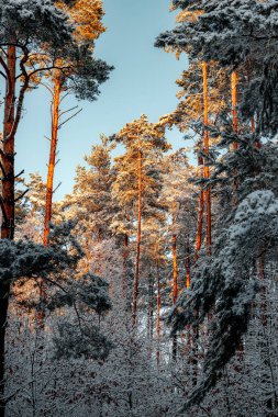 Karla kaplı ormanlı kış manzaraları