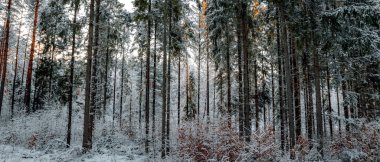 Karla kaplı ormanlı kış manzaraları