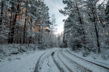 Karla kaplı ormanlı kış manzaraları