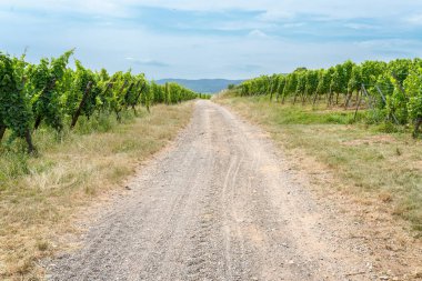 Güneşli Alsace, Fransa 'daki üzüm bağları