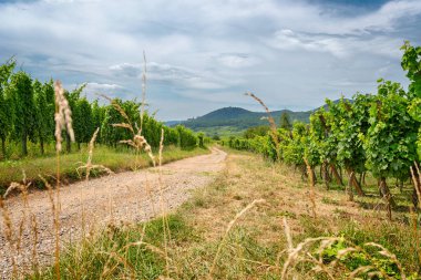 Güneşli Alsace, Fransa 'daki üzüm bağları