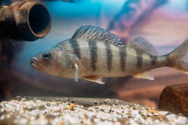 Bir levrek fotoğrafı.