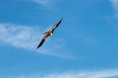 Havada harika kuşlar var.