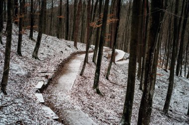 Kışın orman patikaları boyunca yürü