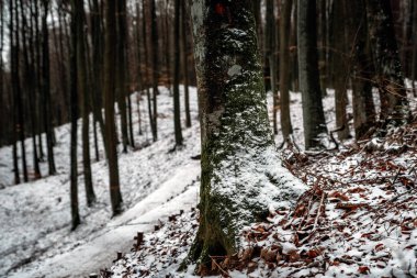 Kışın orman patikaları boyunca yürü