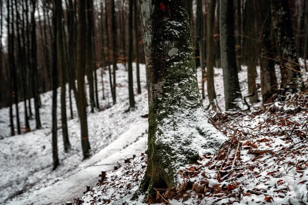 Kışın orman patikaları boyunca yürü