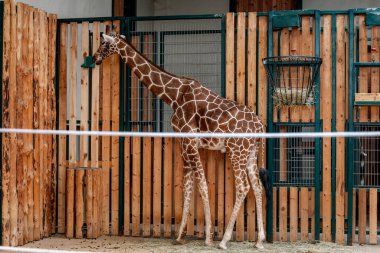 Gdask Hayvanat Bahçesi 'nde çeşitli hayvanlar