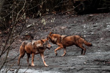 Gdask Hayvanat Bahçesi 'nde çeşitli hayvanlar