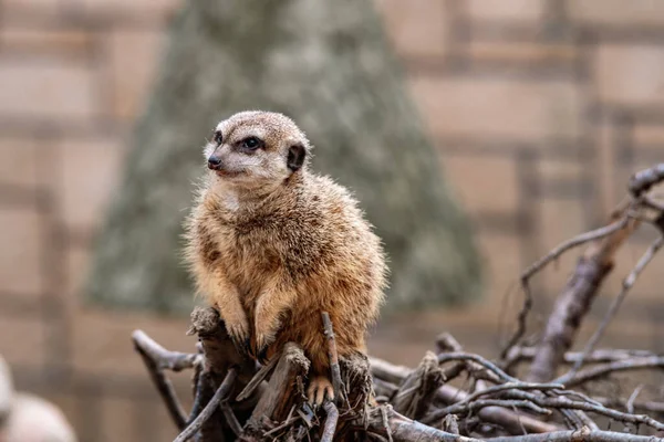 various animals at the Gdask Zoo