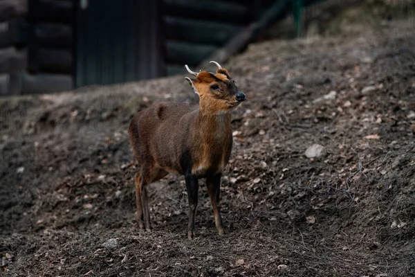 various animals at the Gdask Zoo