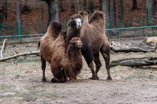 various animals at the Gdask Zoo