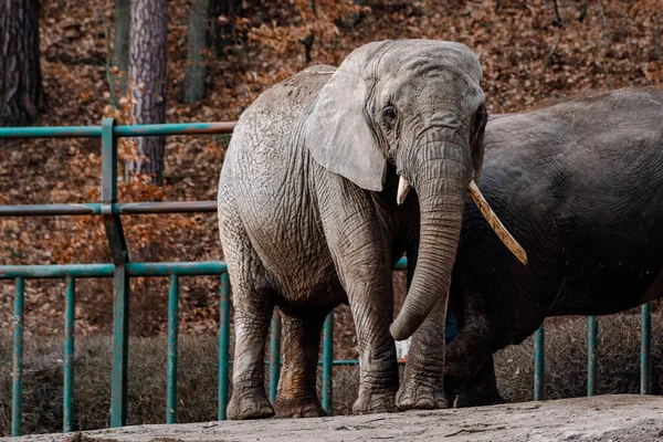 various animals at the Gdask Zoo