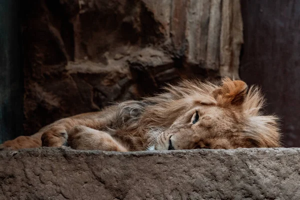 various animals at the Gdask Zoo