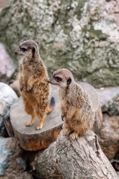 various animals at the Gdask Zoo