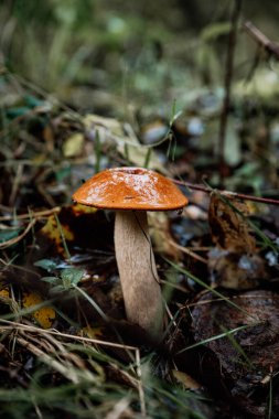 Polonya ormanlarında mantar topluyorum.