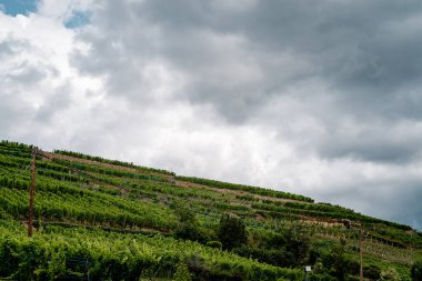 Alsace 'de üzümlü yamaçlar