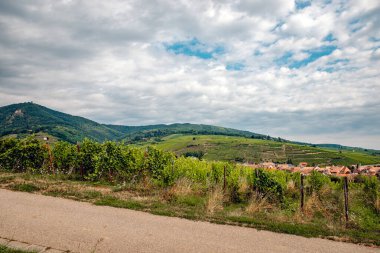 Üzüm bayırları Üzüm bağı, Alsace, Fransa