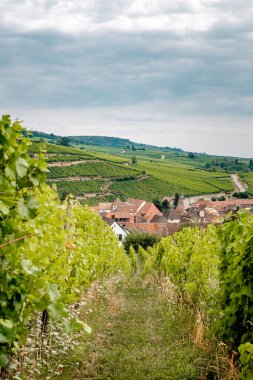 Üzüm bayırları Üzüm bağı, Alsace, Fransa