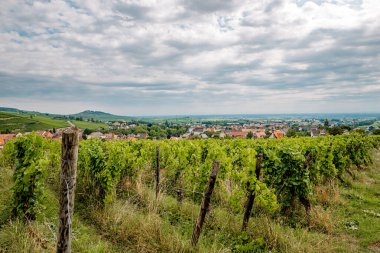 Üzüm bayırları Üzüm bağı, Alsace, Fransa
