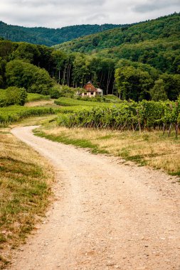 Üzüm bayırları Üzüm bağı, Alsace, Fransa
