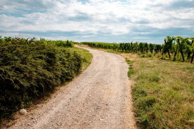 Üzüm bayırları Üzüm bağı, Alsace, Fransa