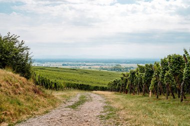 Üzüm bayırları Üzüm bağı, Alsace, Fransa
