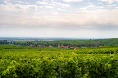 Üzüm bayırları Üzüm bağı, Alsace, Fransa