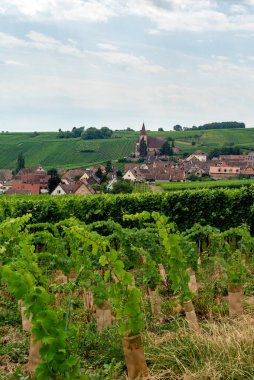 Üzüm bayırları Üzüm bağı, Alsace, Fransa