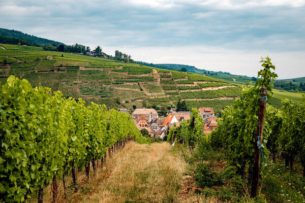 Grape slopes in Vineyard, Alsace, France