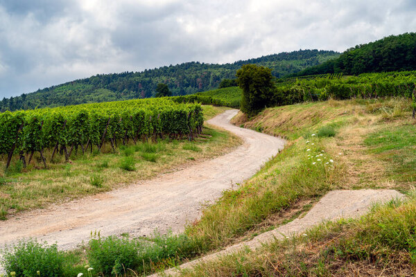 Виноградные склоны Эльзаса, Франция