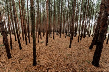 Sonbaharda ladin ormanları