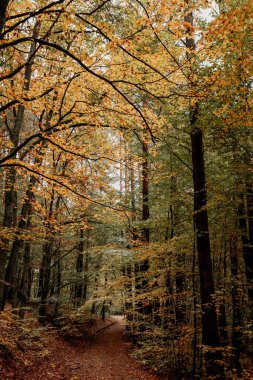 Kashubia 'da sonbahar manzarası