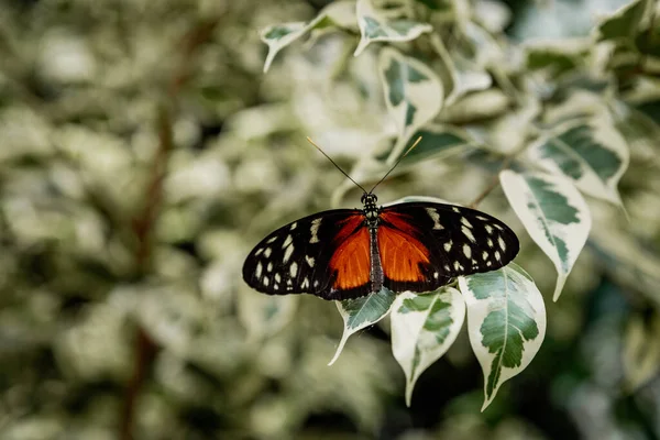 Hermosa Mariposa Colorida Flores —  Fotos de Stock