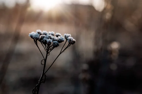 Inverno Secou Fábricas — Fotografia de Stock