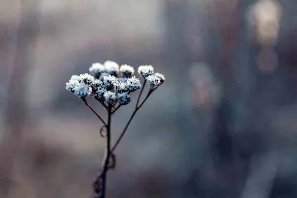 Inverno Secou Fábricas — Fotografia de Stock