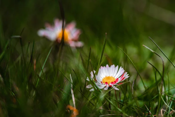 Marguerites Poussant Dans Herbe Épaisse — Photo