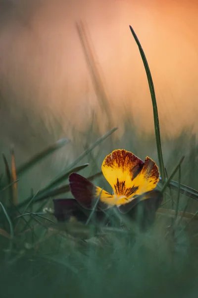 Kalın çimenlerde yetişen papatyalar