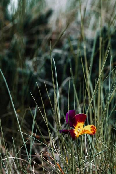 Kalın çimenlerde yetişen papatyalar