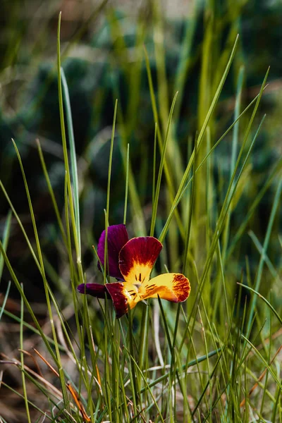 Marguerites Poussant Dans Herbe Épaisse — Photo