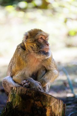 Doğal orman habitatında Barbar Makok ailesi.