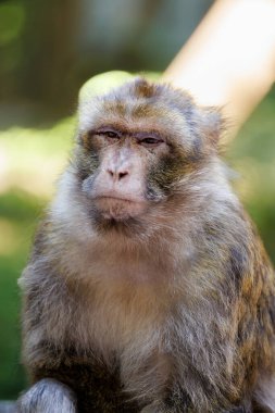 Doğal orman habitatında Barbar Makok ailesi.