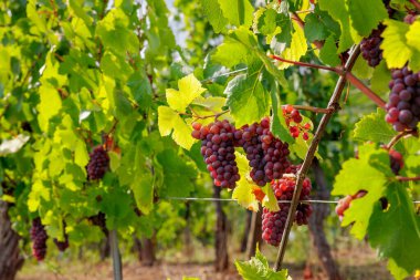 Alsace, Fransa 'daki manzara üzüm bağları