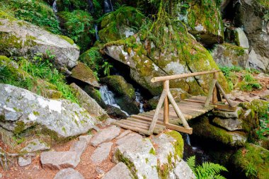 Kayalık şelaleli yosunlu orman deresi