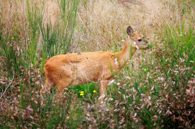 Geyik sessizce duruyor yemyeşil bir yerde