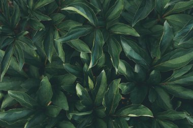 Yeşil şakayık yaprağı, soyut doku yaprağı, doğa desenli arka plan.