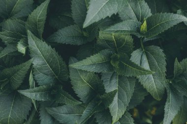 Koyu yeşil yapraklar nane, soyut doku yaprağı, doğal desen arkaplan