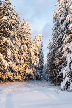 Karlı kış manzaraları, kar üstüne orman, peri masalı kuzey doğası.