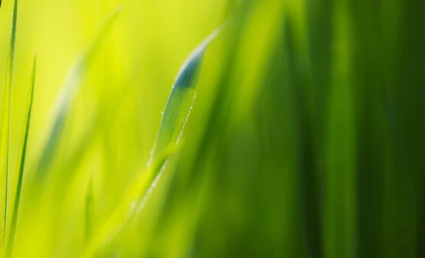 Taze yeşil çimenler