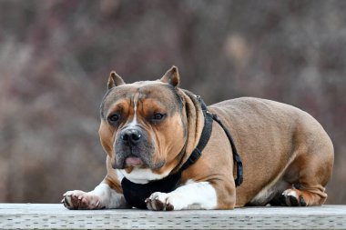 Amerikan Kabadayı Köpeği uzandı