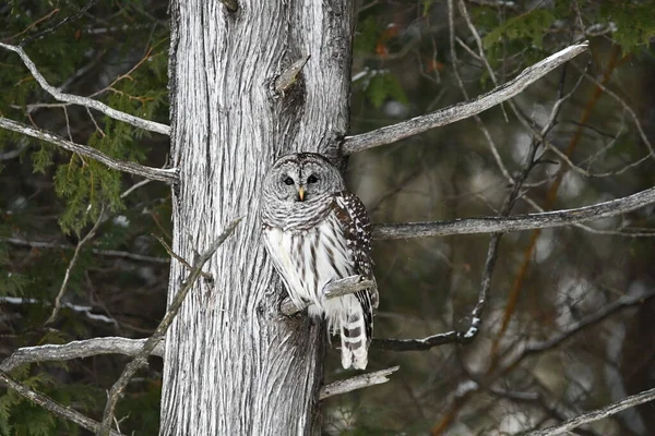 Barred Owl Perched Tree — Stock Photo, Image